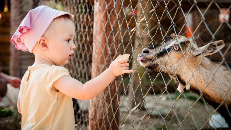 在日本的动物园散步才是正经事
